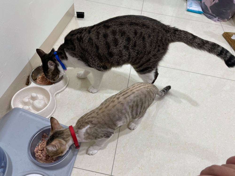 網友東木由先生提供