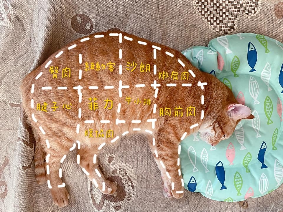 網友Doris Lin小姐提供