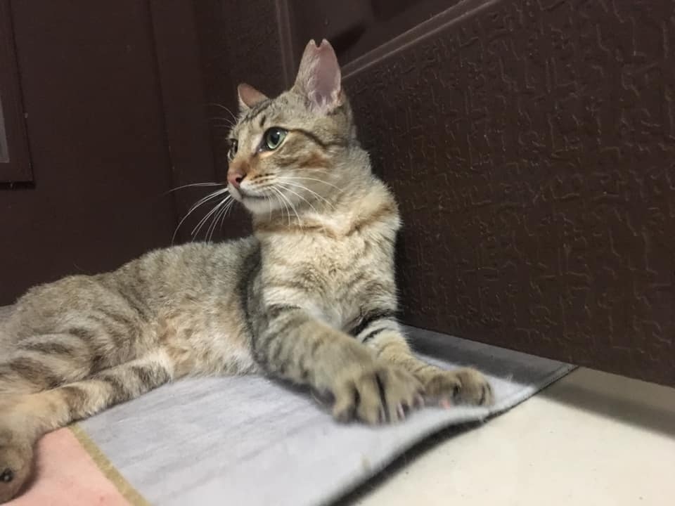 網友Ian Lin先生提供