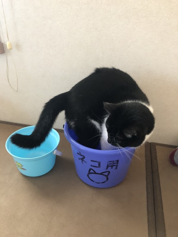 twitter @fukufuku_illust  