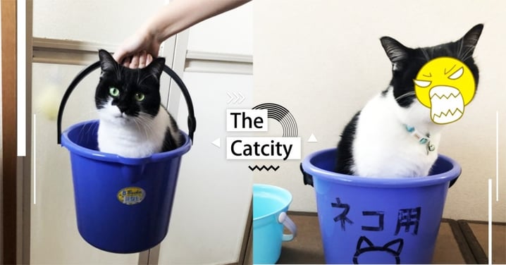 洗澡妙招！日本推主「水桶捕貓」超有效，主子驚覺秒變臉：上當了！
