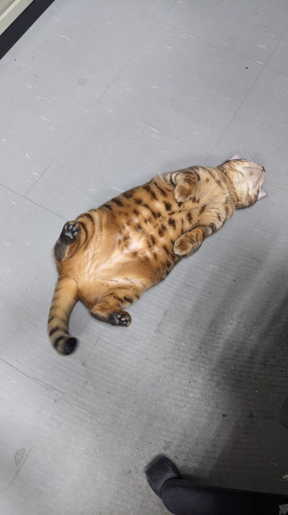 網友薛豹樂先生提供