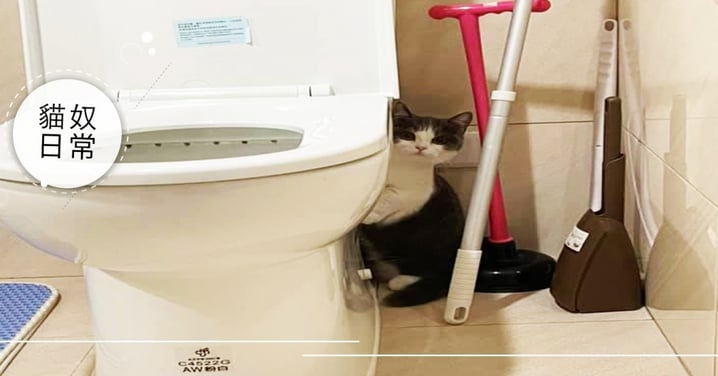 萌貓「第一次遇打雷」嚇翻，衝廁所緊抱馬桶　網笑：比奴才可靠