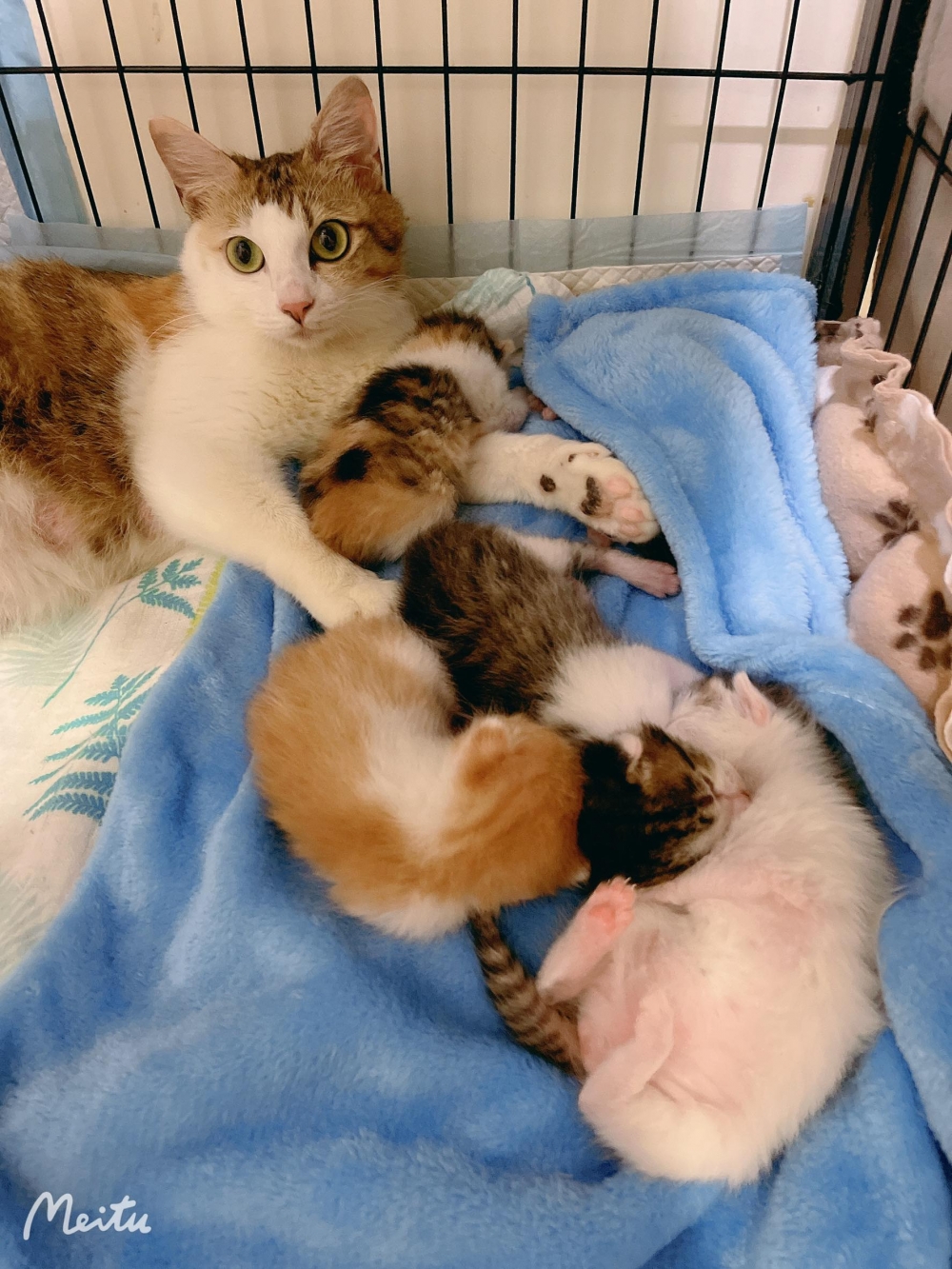 網友Chou Di Kao提供