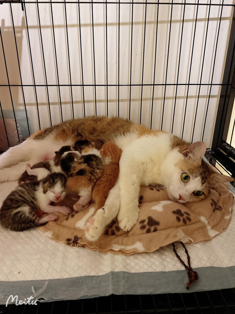 網友Chou Di Kao提供