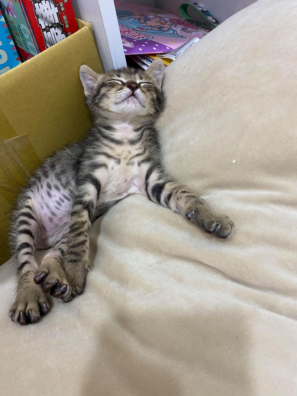 網友Inin Huang提供