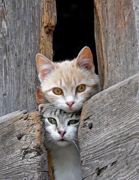 Pinterest