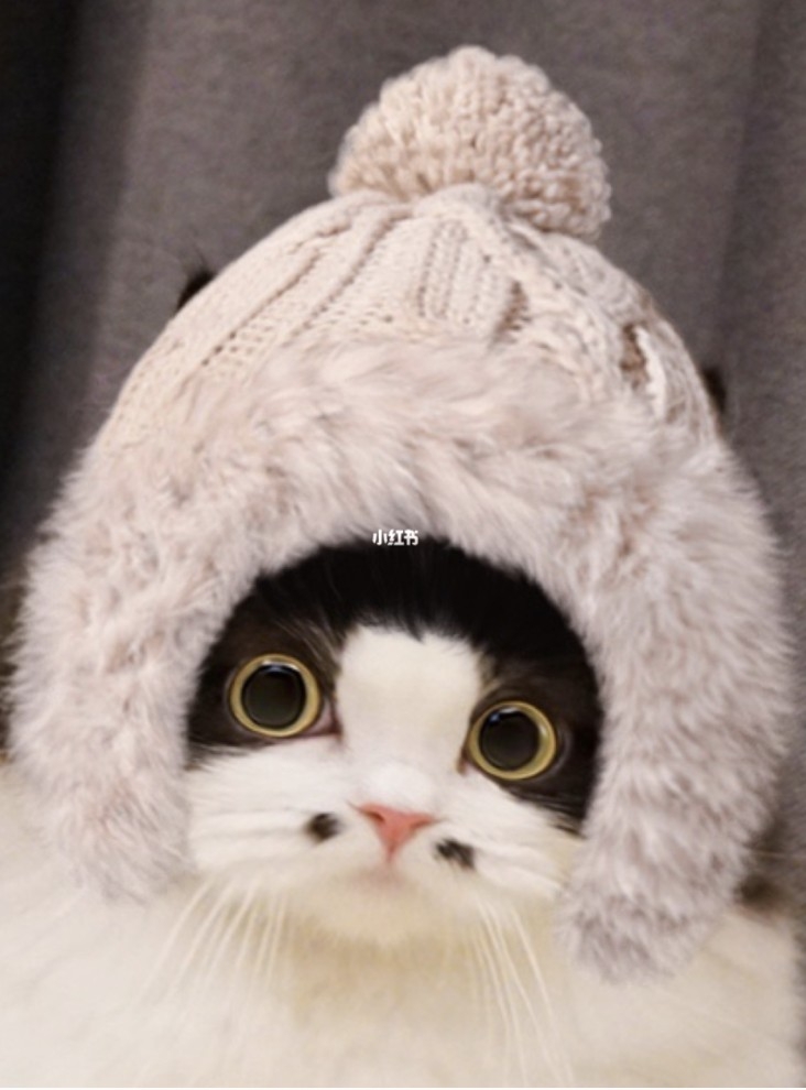 小紅書@小五郎肉包包