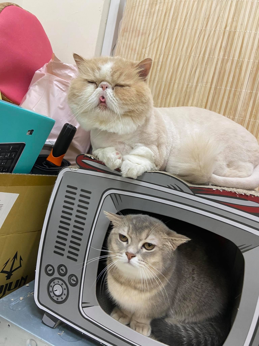 網友邱湘甯小姐提供