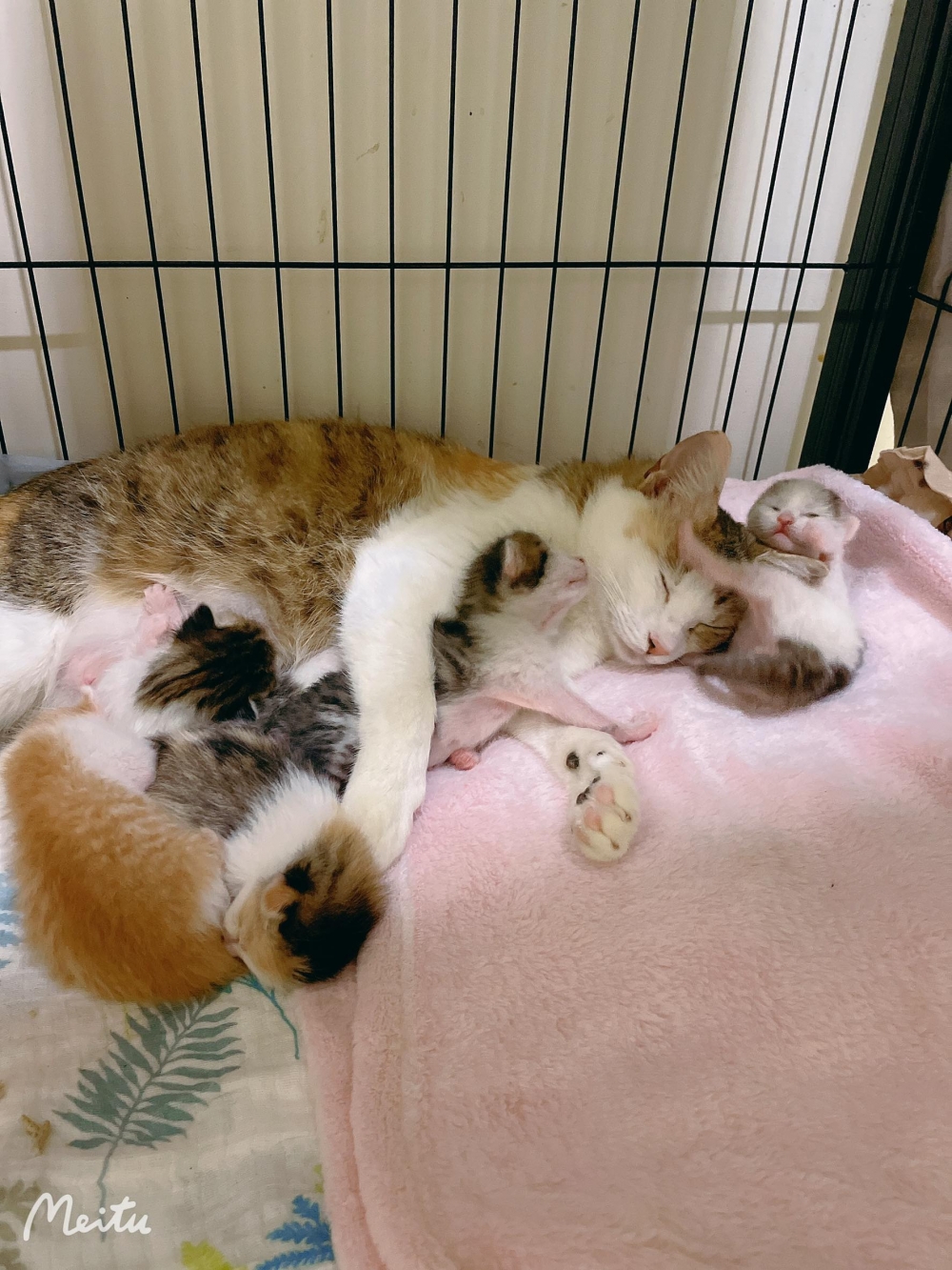 網友Chou Di Kao提供