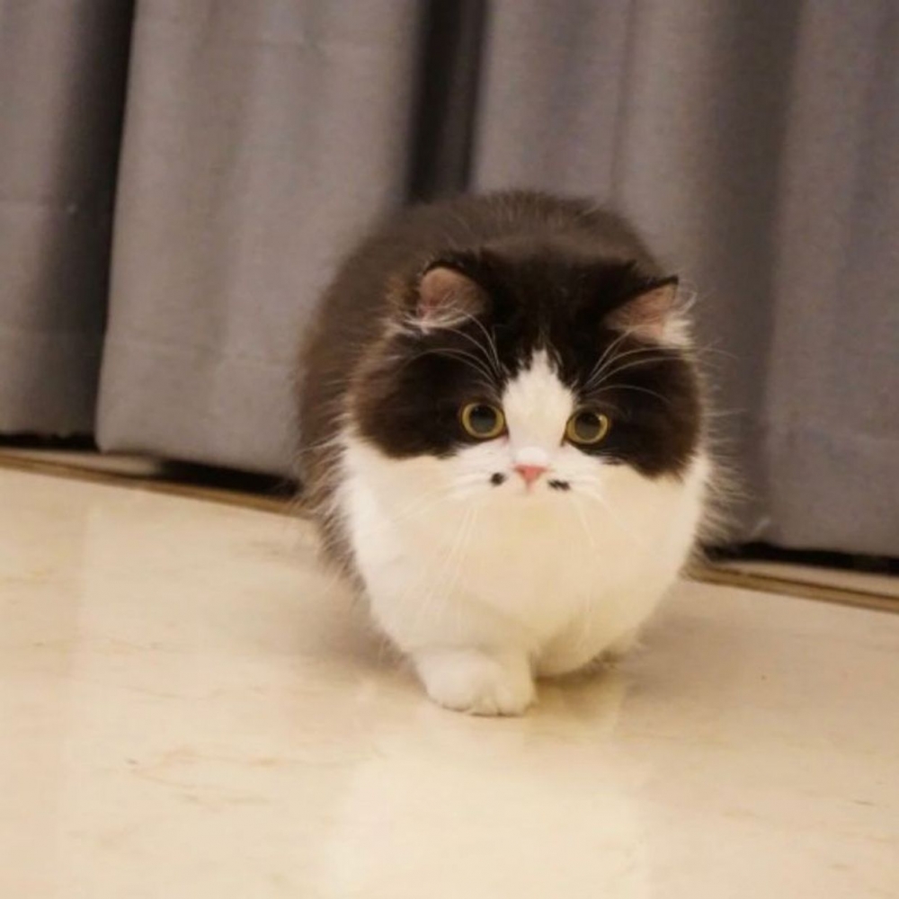 小紅書@小五郎肉包包