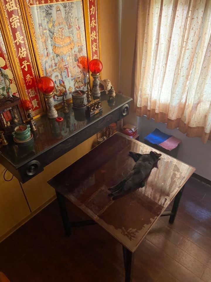 網友孫淳紜小姐提供