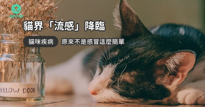 【貓咪鼻氣管炎】貓常打噴嚏、發燒？關於「貓咪鼻氣管炎」常見 4 種症狀！