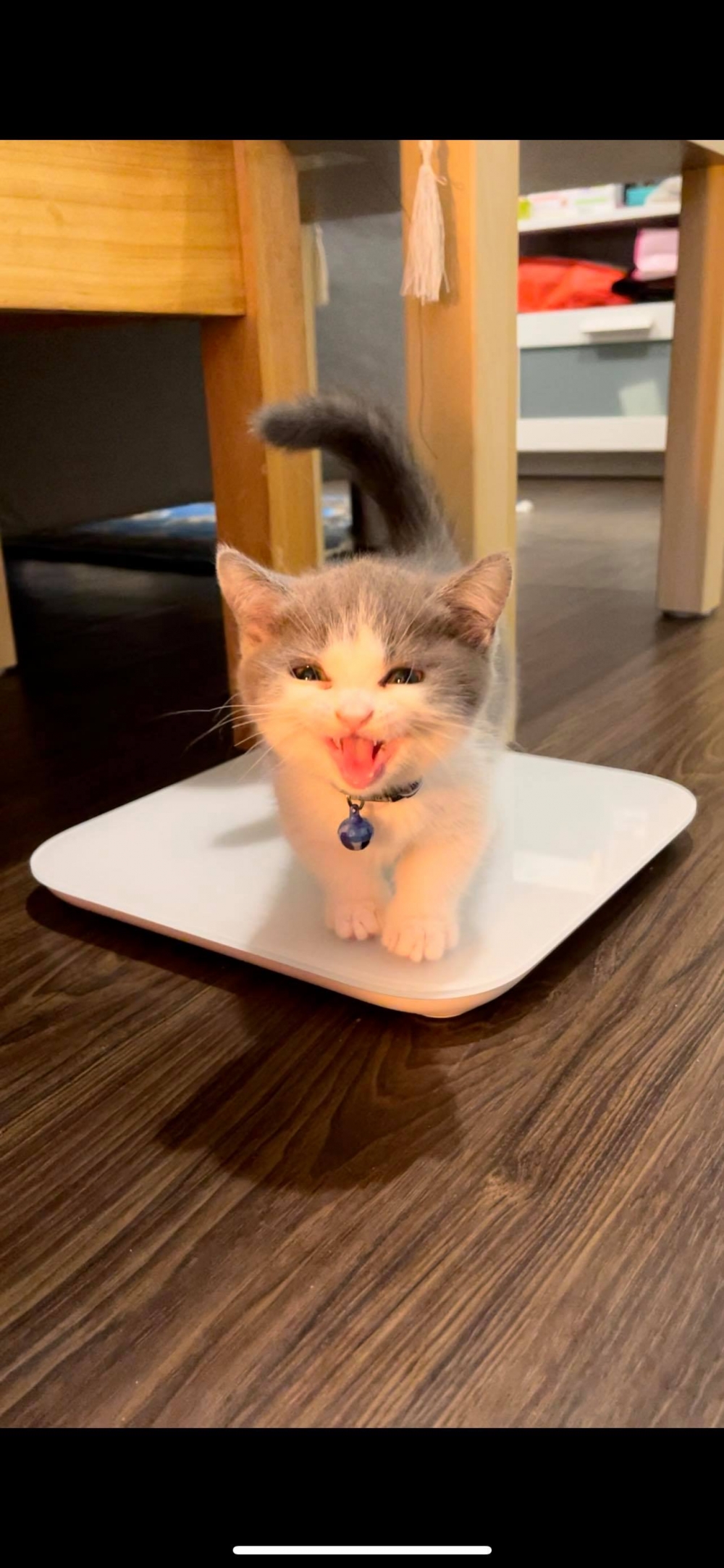 網友王震宇先生提供