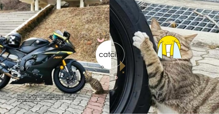 日本貓「緊抱車輪」不放，滿臉「幸福」充滿粉紅泡泡　網笑翻：很識貨！