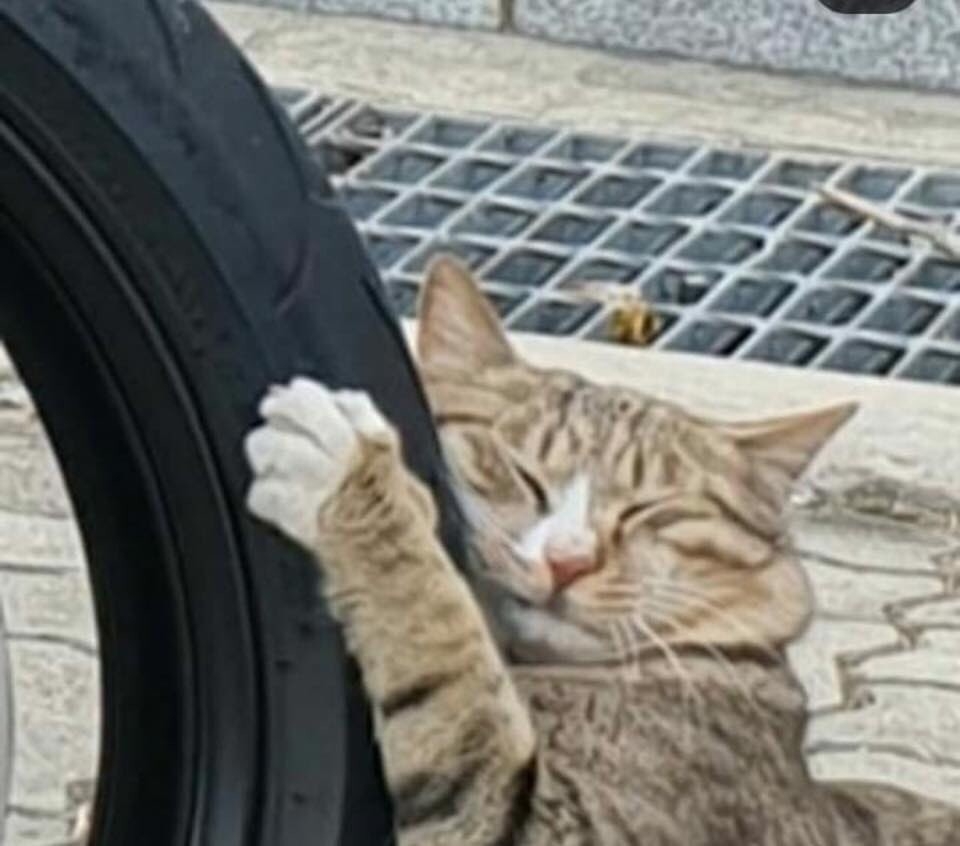  twitter @momimomi352