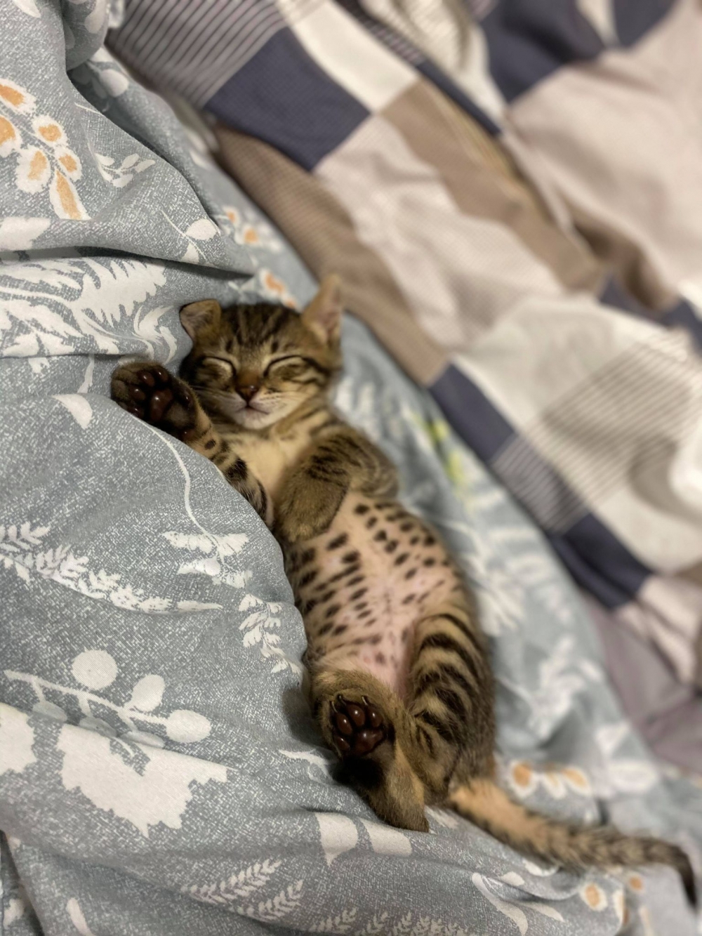 網友Inin Huang提供