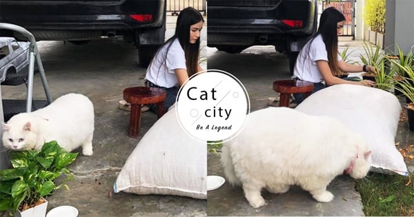 養到綿羊？泰國「巨無霸白貓」體積比肥料袋大，網友驚訝：根本是豬吧！