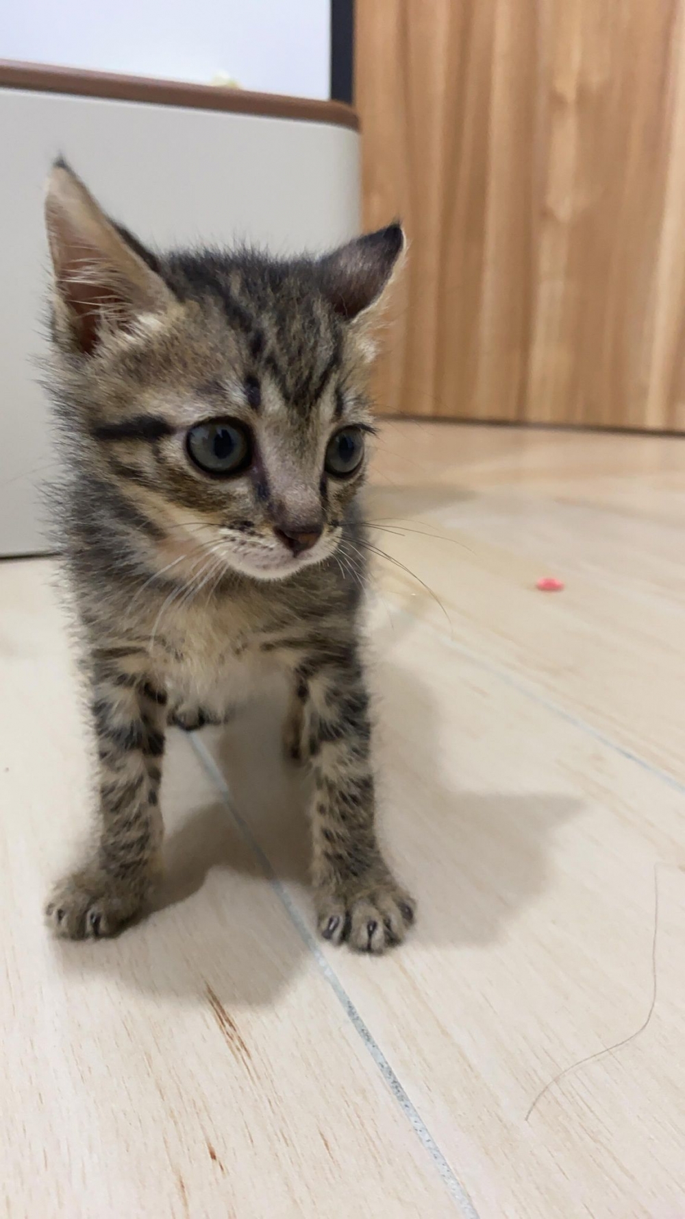 網友Inin Huang提供