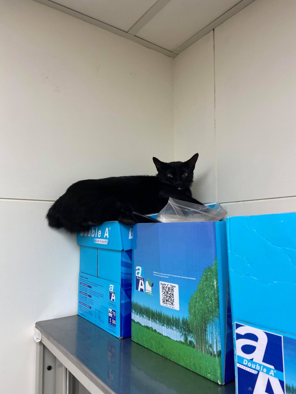 網友孫淳紜小姐提供