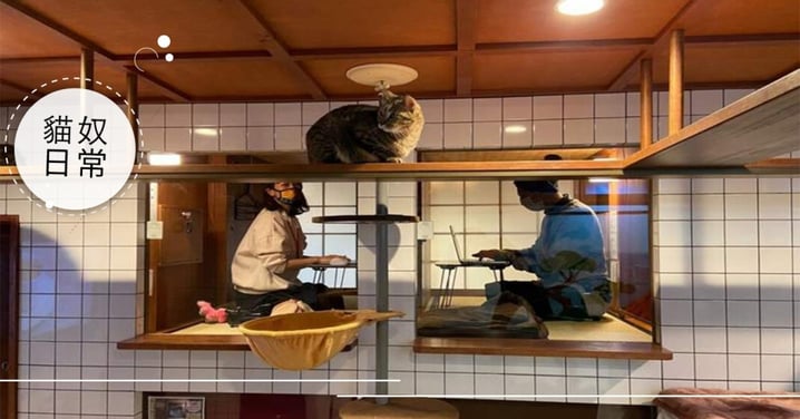 疫情衝擊！日本咖啡廳推出「不受打擾遠距辦公空間」，邊賞貓還能專心工作！