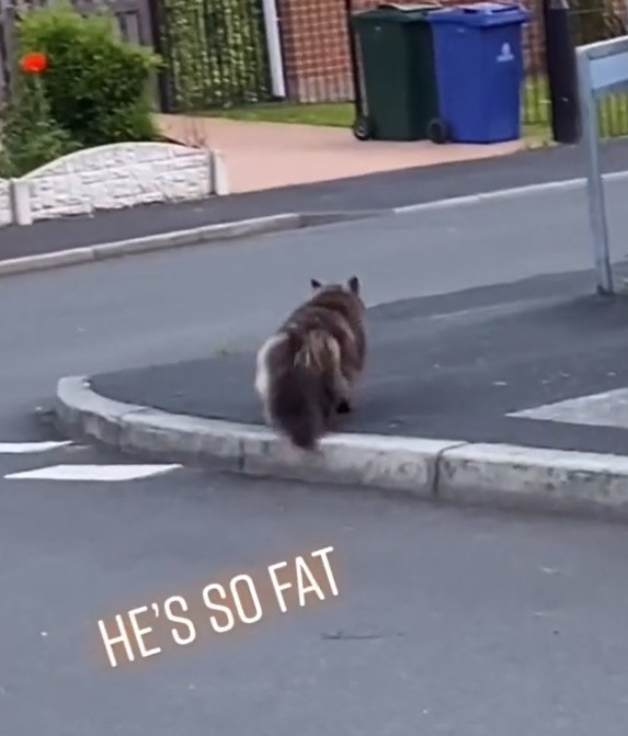 TiKTok＠ spooky_pumpkin_boi   