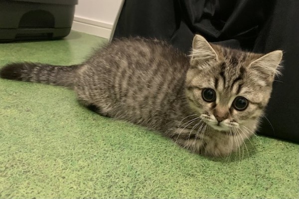 twitter @bobo_mumu0302 