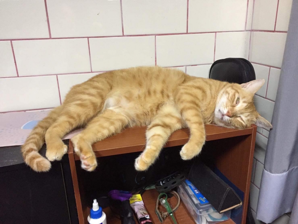 網友Yichen Luo提供