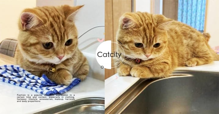 小管家無誤！日本橘貓靠洗碗台「監督洗碗」，萌萌大眼直盯：要認真洗唷