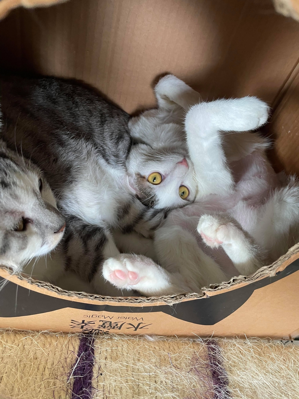IG 21f.4cat 提供使用