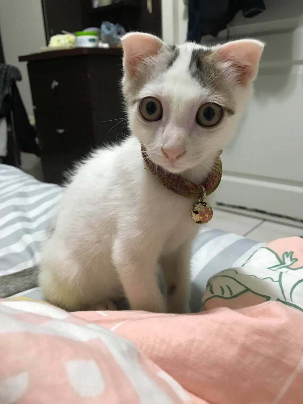 IG 21f.4cat 提供使用