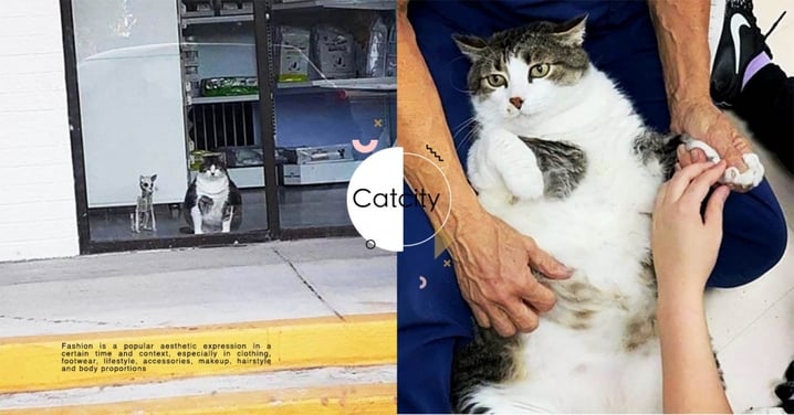 美國獸醫院店貓「賣萌騙吃喝」，路人以為懷孕狂給零食　醫生：牠公貓啦！