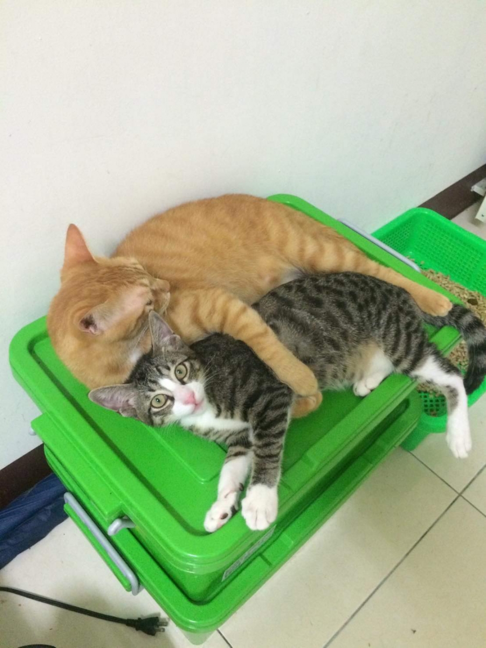 網友Yichen Luo提供