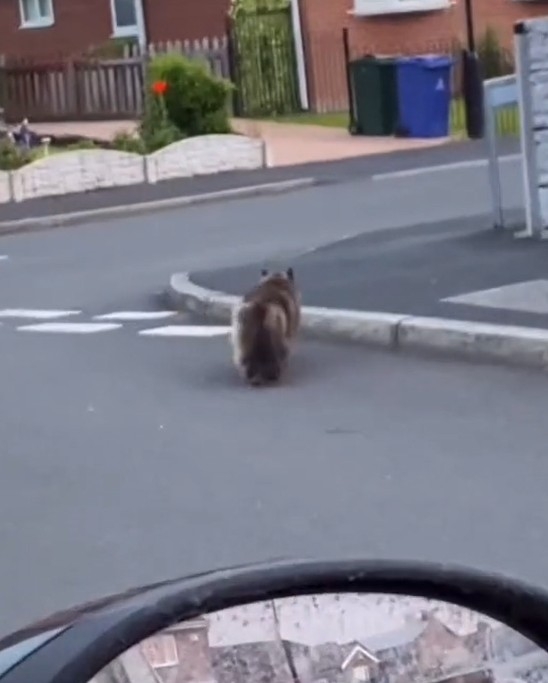 TiKTok＠ spooky_pumpkin_boi   