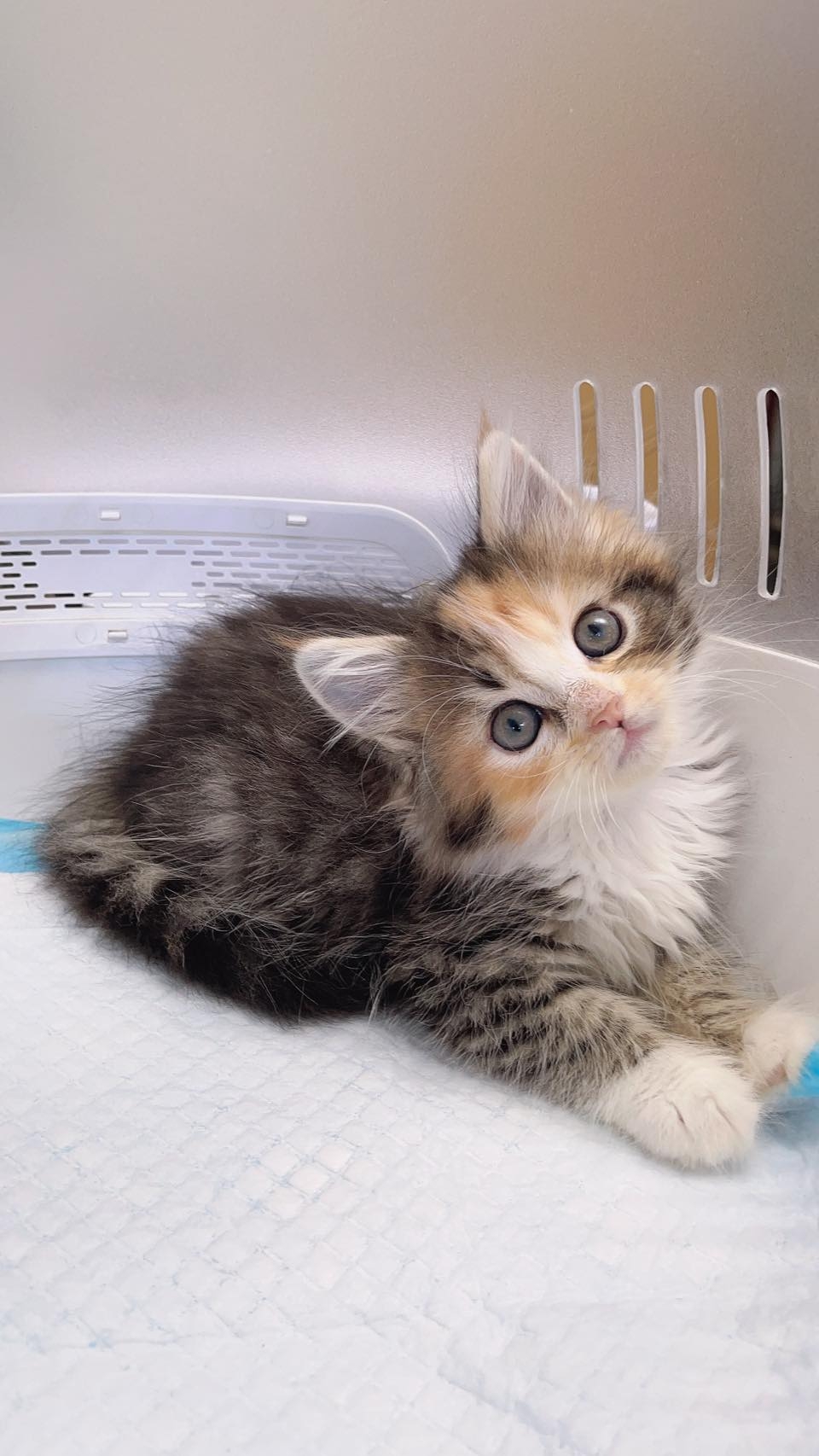 網友Ding Ding提供