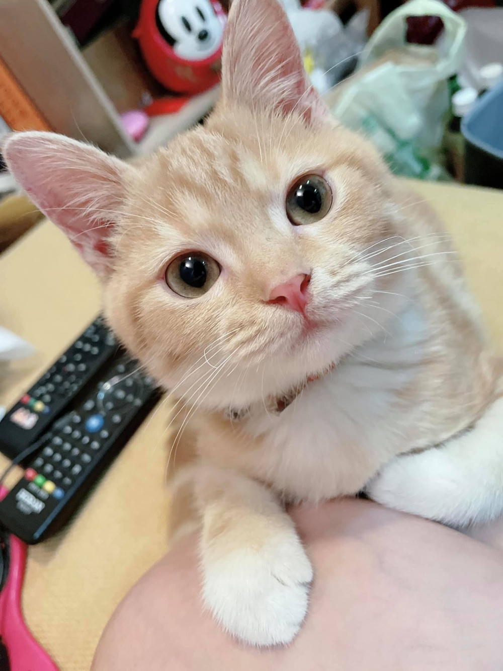 網友王婕寧小姐提供