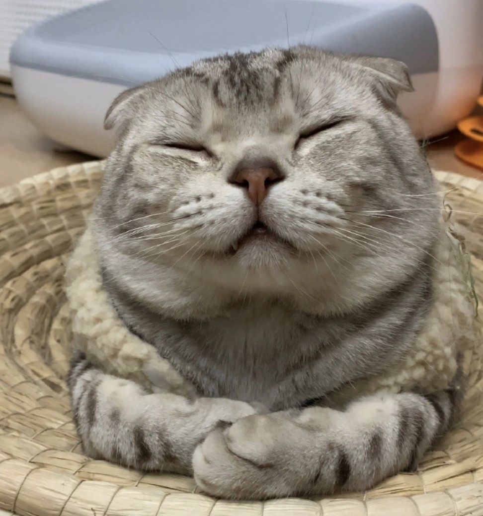 微博 汪小喵