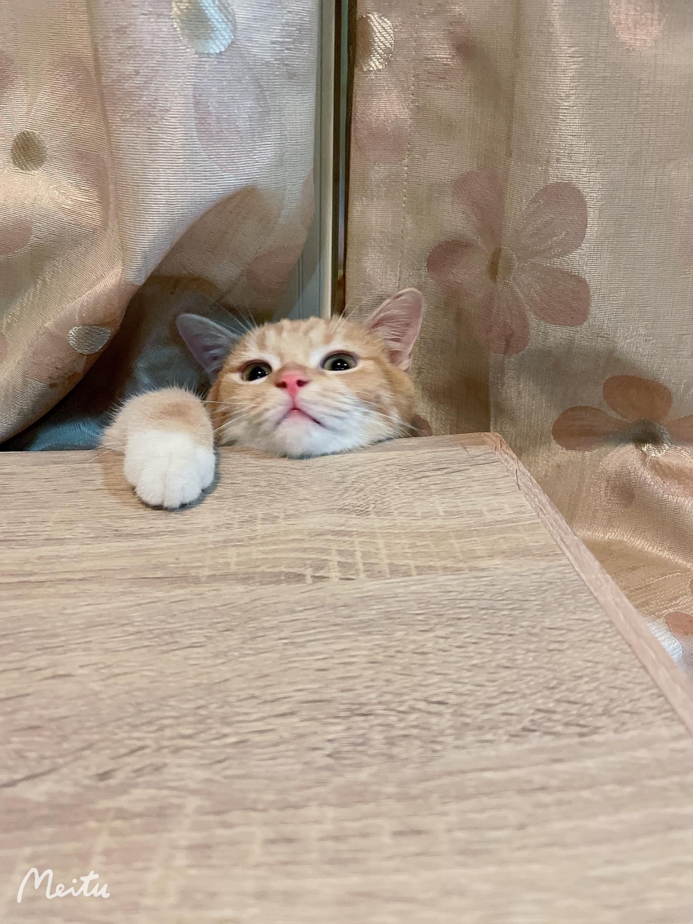 網友王婕寧小姐提供