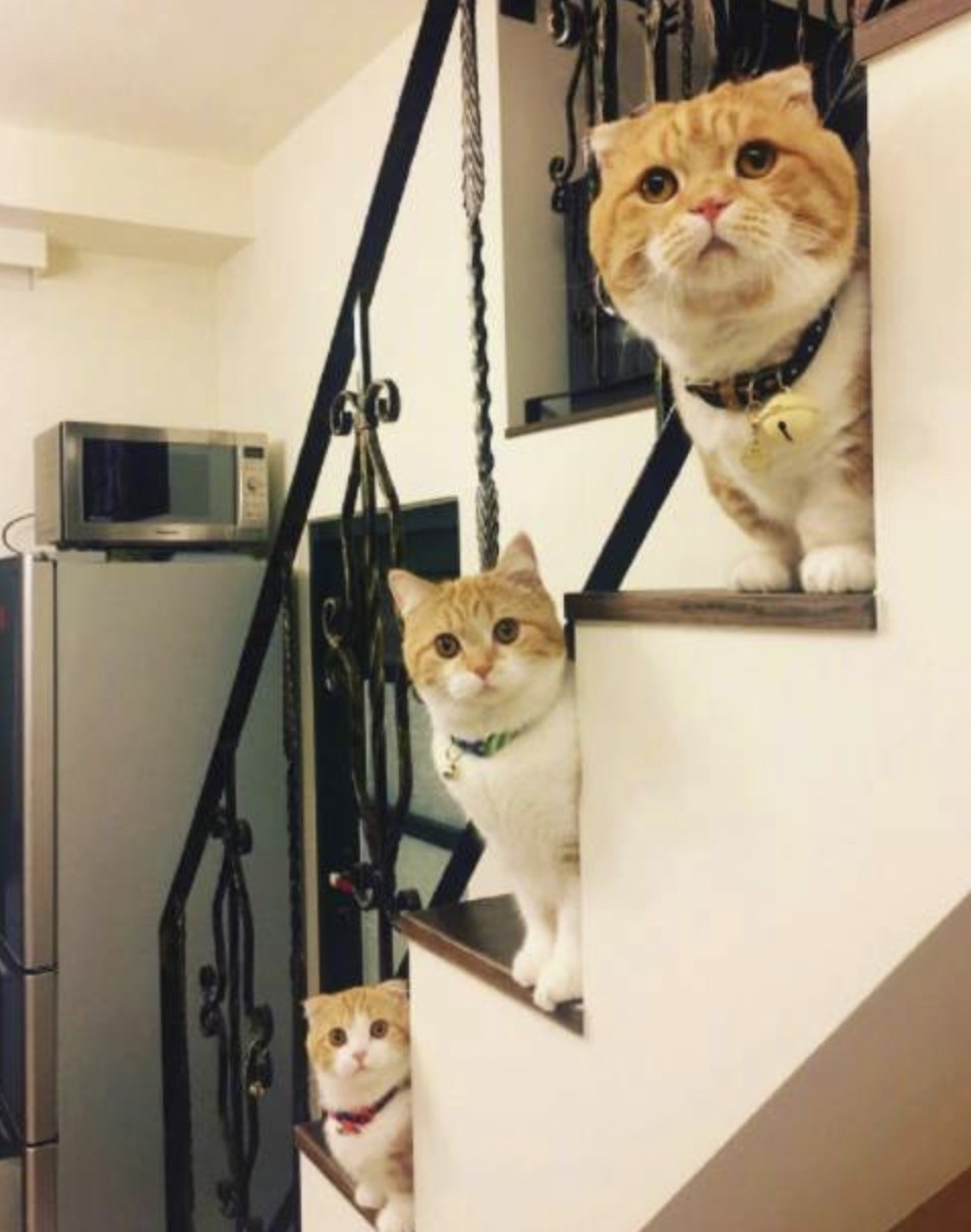 螢幕快照 2021-06-23 上午11.52.35