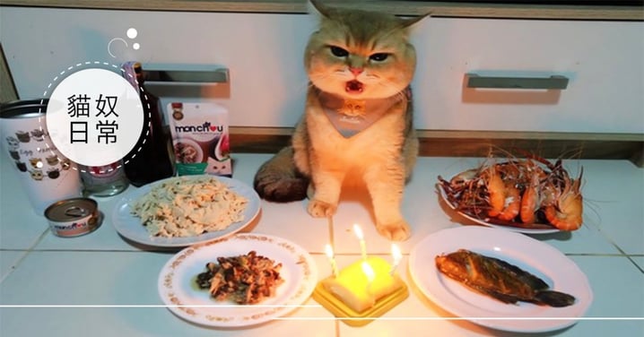 慶生大餐！泰國萌貓「美食當前擺臭臉」，網笑翻：當我地基主膩？！