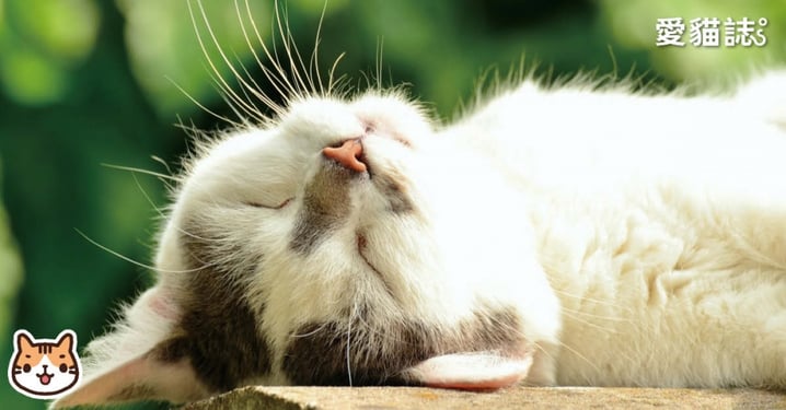 【貓中暑症狀】貓熱到張口喘？12 種判斷貓中暑症狀，如何急救以及預防方法！