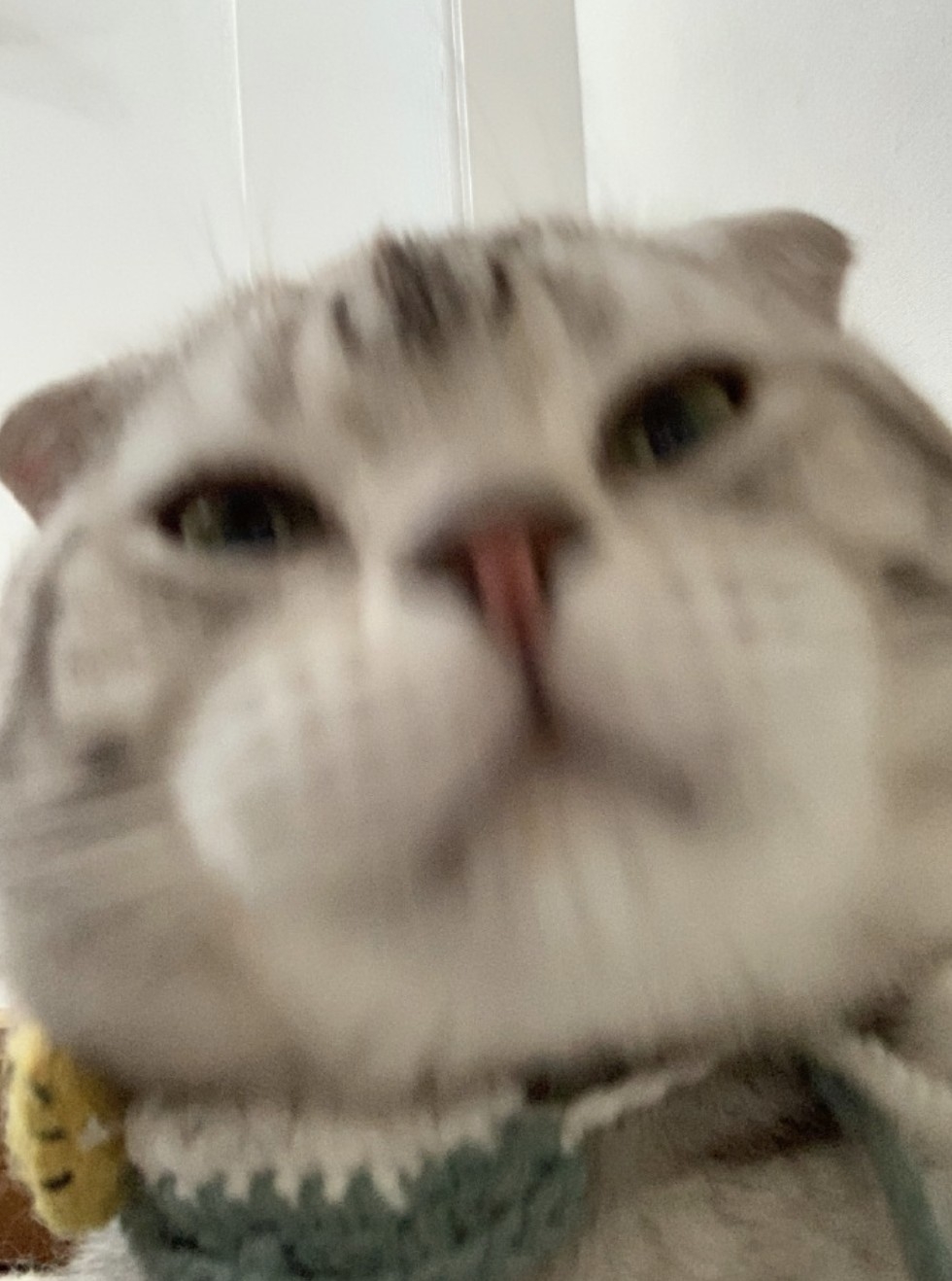 微博 汪小喵