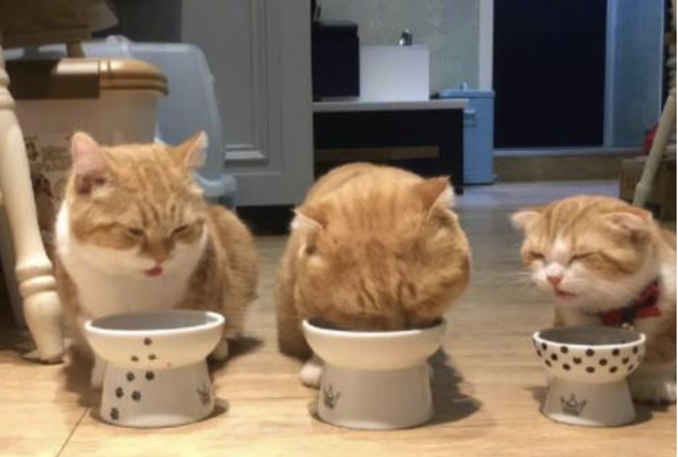 螢幕快照 2021-06-23 上午11.52.18