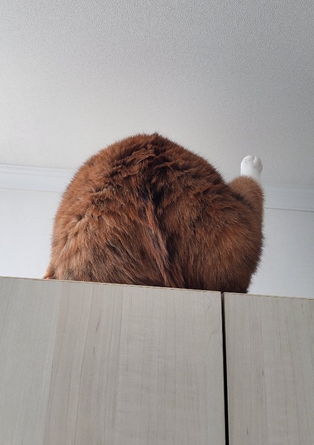 Twitter＠ walnut_is_a_cat   