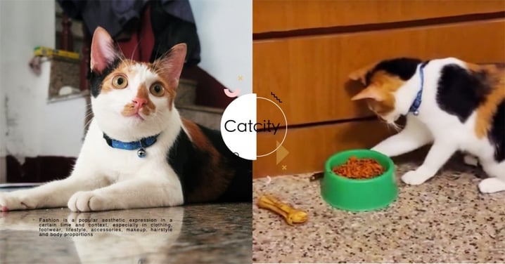 你快吃啊！天才三花貓「叼小強入碗」請吃飯，網笑翻：養寵物的概念？！
