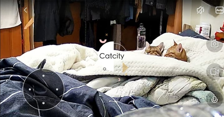 上班無聊看視訊！兩貓「蓋棉被純聊天」，網友笑翻：成精了啦！！