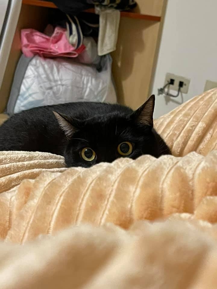 網友Sylvia Jiang小姐提供