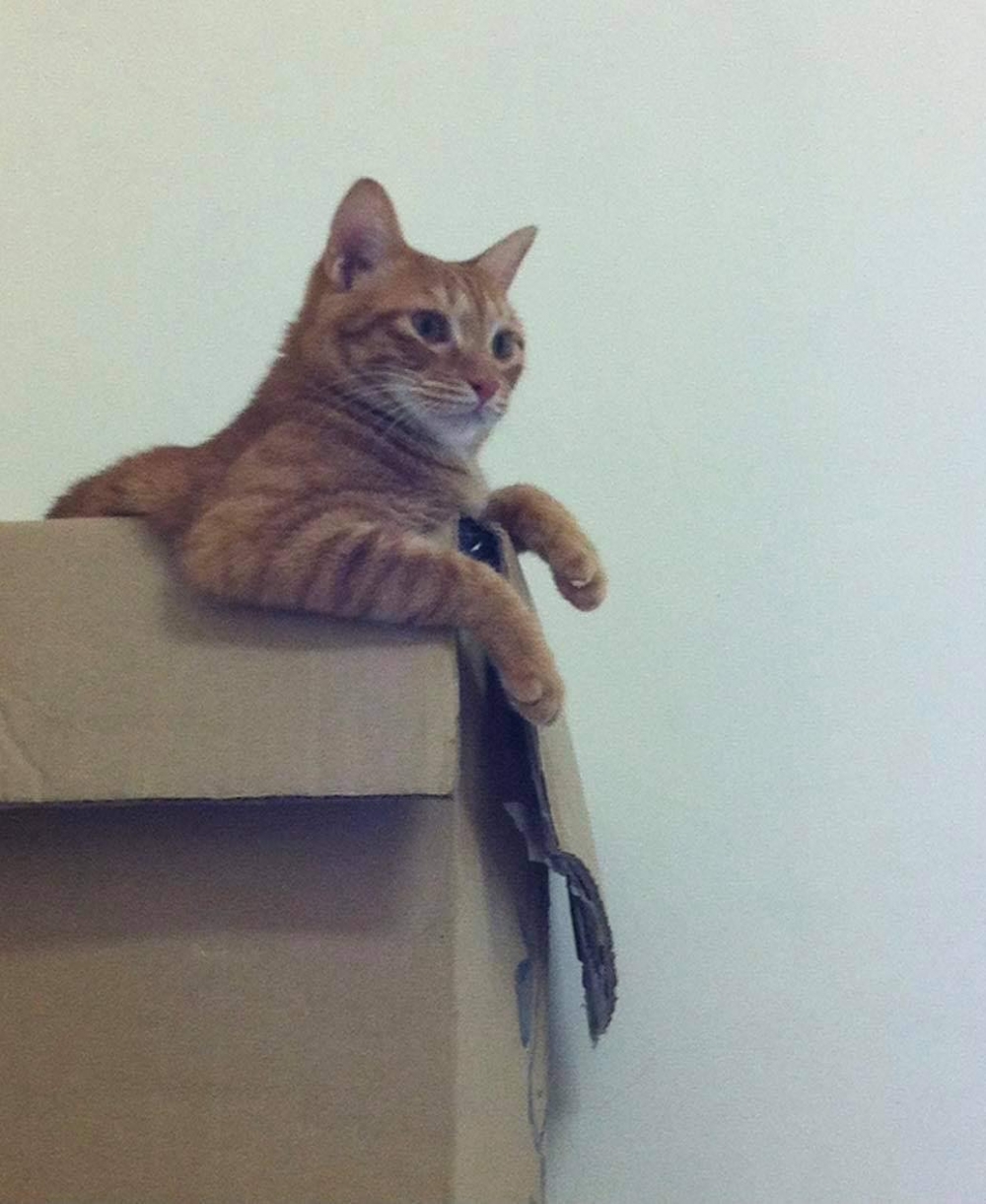 網友Yichen Luo提供