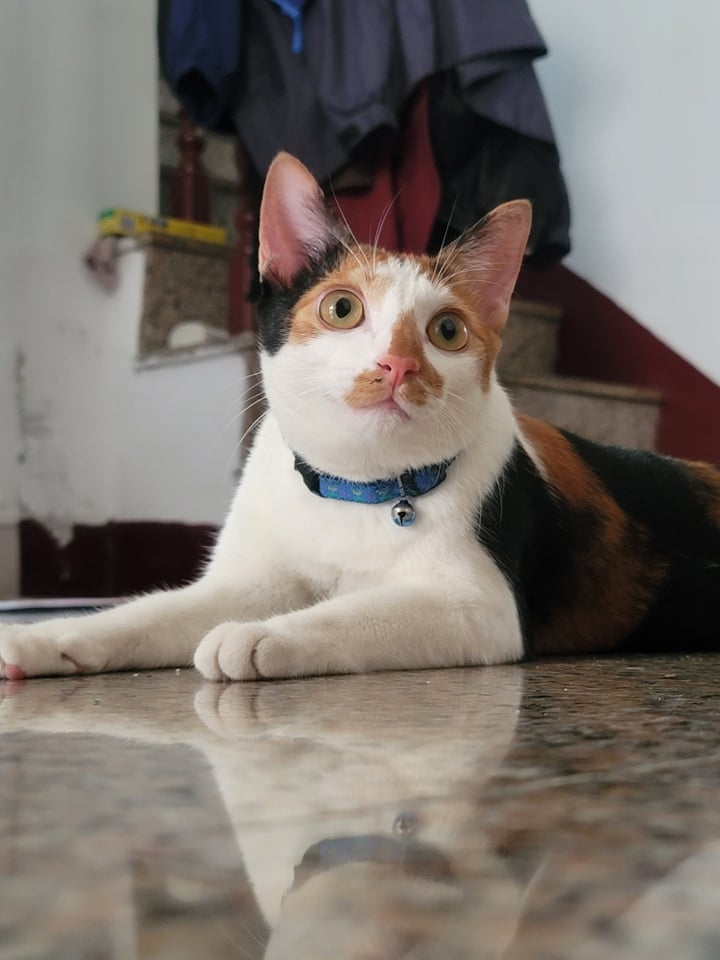 網友尤奕勝先生提供