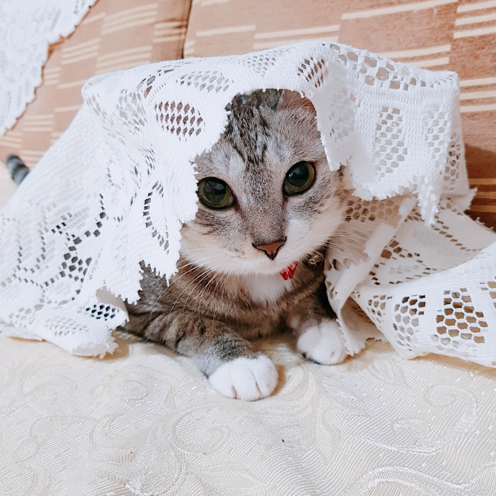 FB @Nico小朋友